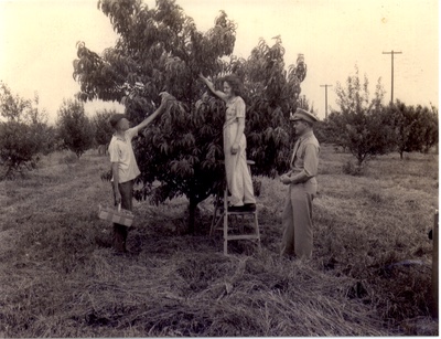 anne picking apples at the ohio state experimental farm 1944